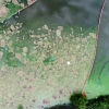 폭우·폭염이 만든 대청호 ‘녹조 쓰레기 섬’