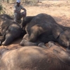 보츠와나에서 상아만 쏙 빼내간 코끼리 87마리 사체 발견
