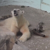 23년 독방생활에서 풀려나는 북극곰 통키