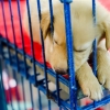 [핵잼 라이프] “개고기 그만” 亞에 부는 식용 금지 바람