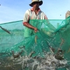 [글로벌 인사이트] 탐욕이 잉태한 양식 새우…‘맹그로브 숲’ 파괴하고 쓰나미 불렀다