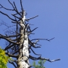 멸종위기 ‘구상나무’에 관심을, 반려나무 입양 프로젝트