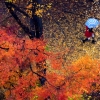 [서울포토] 가을비 그리고 낙엽