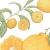 [이소영의 도시식물 탐색] 귤과 오렌지 그리고 레몬의 색