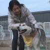 “개들도 헌혈이 필요해요!”…공혈견 도울 수 있는 헌혈견