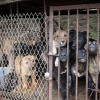 반려동물협회, “동물보호단체 감성포르노 행위 중단하라”