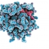 암 원인 단백질 조각내는 ‘천적’ 단백질 찾았다