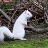 영국 에든버러서 희귀 흰색 알비노 다람쥐 발견