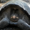 멸종한 줄 알았던 갈라파고스 큰 거북 113년만에 발견