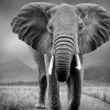 “코끼리 개체수 너무 많다” 보츠와나, 사냥 허용 검토