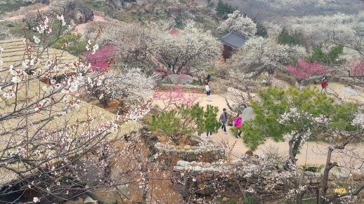 제21회 광양매화축제, 오는 8일 개막