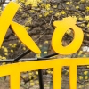 노란 봄꽃의 향연…이천 산수유축제 29일 개막