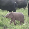 ‘이곳은 디즈니랜드···’, 분홍색 아기 코끼리와 그 무리들