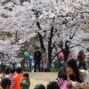 벚꽃터널로 유명한 ‘의왕시청 벚꽃축제’, 개화일에 맞춰 오는 13일 개막