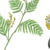 [이소영의 도시식물 탐색] 아카시아와 아까시나무