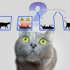 [유용하 기자의 사이언스 톡] 양자도약 사전 예측 시스템 개발… ‘슈뢰딩거의 고양이 역설’ 뒤집다