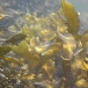 다시마, 미역 등 해조류로 친환경연료 만든다