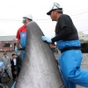 일본 상업 포경 첫날 밍크고래 두마리 포획… G20 피해 고래잡이 ‘꼼수’