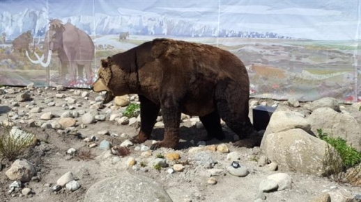 [사이언스 브런치] 2만 4000년 전 동굴곰 멸종 원인도 인간