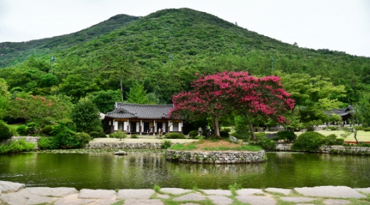 첨찰산의 품에 안긴 듯한 운림산방 전경. 일부 진도 사람들은 이처럼 안온한 풍경을 안견의 ‘몽유도원도’에 빗대 ‘몽유진도’라 부르기도 한다. 운림지 배롱나무꽃은 소치 허련이 직접 심은 것이다.