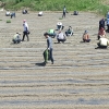 순천시 관내 농민들, ‘대마씨 특화작물’로 새로운 농가소득 창출