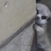 ‘부끄…빼꼼…’ 벽 뒤에 숨은 아기 미어캣