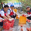 강릉시 자원봉사단, 충남지역 태풍 ‘링링’ 피해 농가에 도움의 손길