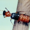 ‘화상벌레’ 유전자 검사…동남아 아닌 ‘국내 토종’으로 밝혀져
