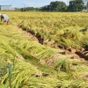 올해 쌀 생산량 39년만에 최저…가을 태풍에 쌀값 오를 듯