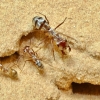 [달콤한 사이언스] 초속 1m로 이동하는 세계서 가장 빠른 개미 발견