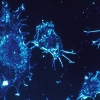 ‘폐암, 전립선암 꼼짝마’…암세포 에너지원 차단하는 신종 항암물질 개발