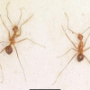 인천서 ‘유입주의 생물’ 노랑미친개미 발견…긴급 방제 조치