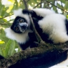 [유용하 기자의 사이언스 톡] 기후변화의 습격… 마다가스카르에만 사는 여우원숭이 사라지나