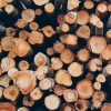 버려지는 폐목재로 유용한 산업물질 만든다