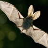 [과학계는 지금] 박쥐가 날 수 있는 이유는 ‘장내미생물’