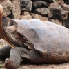 갈라파고스 황소거북 種 보존 기여 디에고 “80년 만에 개선해요”