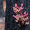 [사진들] 호주 산불 할퀸 숲에 되살아나는 생명의 기운