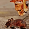 [사이언스 브런치] 고양이한테 덤비는 생쥐, 뇌 속 기생충 때문