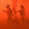 호주 산불·온난화는 모두 인간 탓… 환경 악화로 ‘6번째 대멸종’