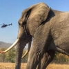 해리 왕자 “데일리 메일의 코끼리 사진 기사 부정확” 심의기구는 “글쎄”