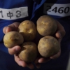 [단독] 감자 5개 훔친 죗값 50만원… 지명수배된 80세 폐지 노인