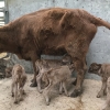 상주 축산농가서 송아지 네 쌍둥이 출산…“국내 첫 사례”