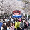 세계최대 벚꽃축제 ‘진해군항제’도 코로나19로 취소