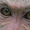 中연구진 “완치된 원숭이에서 코로나19 항체 확인…백신 가능성”