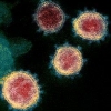 코로나19 바이러스, 침투 직후 항바이러스 면역세포부터 죽인다
