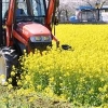 삼척시 “상춘객들 오지 마세요” 코로나19 예방 위해 유채꽃밭 갈아 엎어