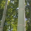 대나무 온실가스 흡수능력 탁월…소나무의 3.5배