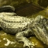 베를린 공습에도 살아남은 악어 ‘토성’ 모스크바 동물원에서 영면