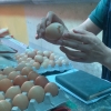훔친 달걀 18개…징역 18개월 구형 ‘코로나 장발장’