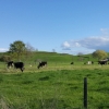 ‘코로나’도 ‘광우병’도 OUT… 철저한 방역의 청정지역 ‘뉴질랜드’